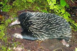 豪猪最新爆料3.0 第1张 豪猪最新爆料3.0 第1张